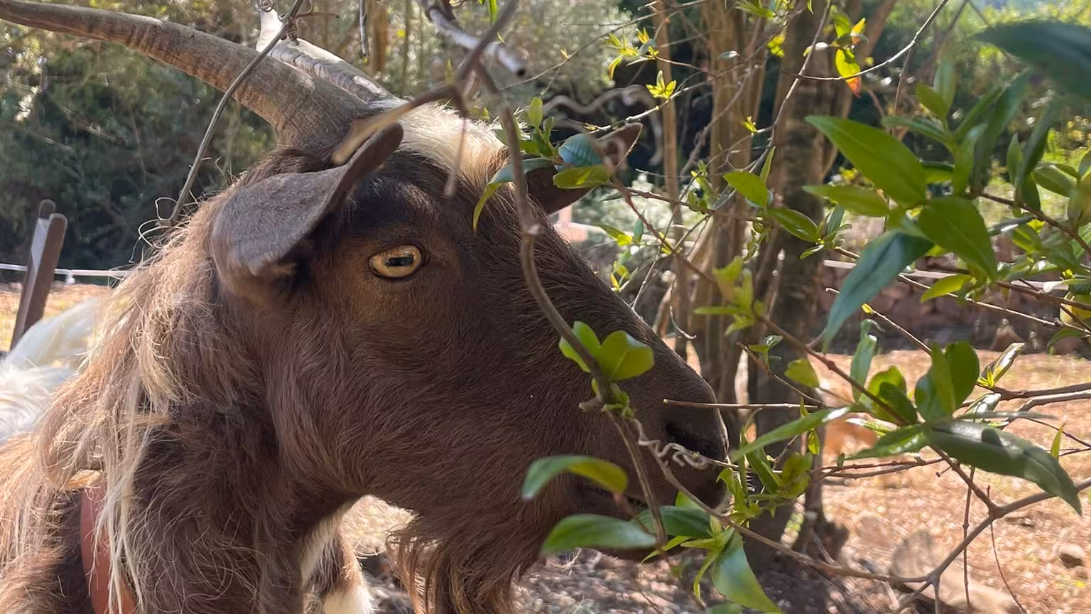 Brown goat nibbling on green leaves in a sunny Dorgali farm setting, emphasizing natural interaction with animals.