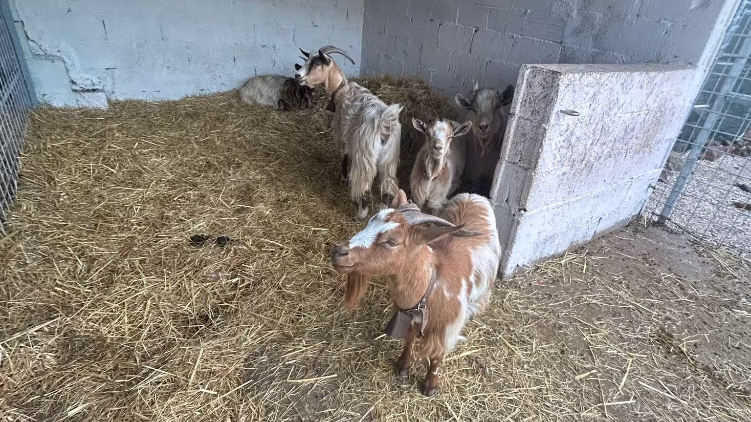 Group of goats resting on straw inside a barn at a Dorgali farm, highlighting authentic rural life experiences.