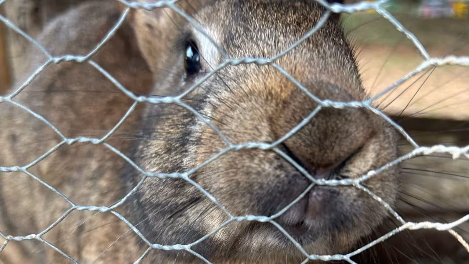 Close-up of a curious rabbit peering through a wire fence at a farm in Dorgali, showcasing animal interaction.