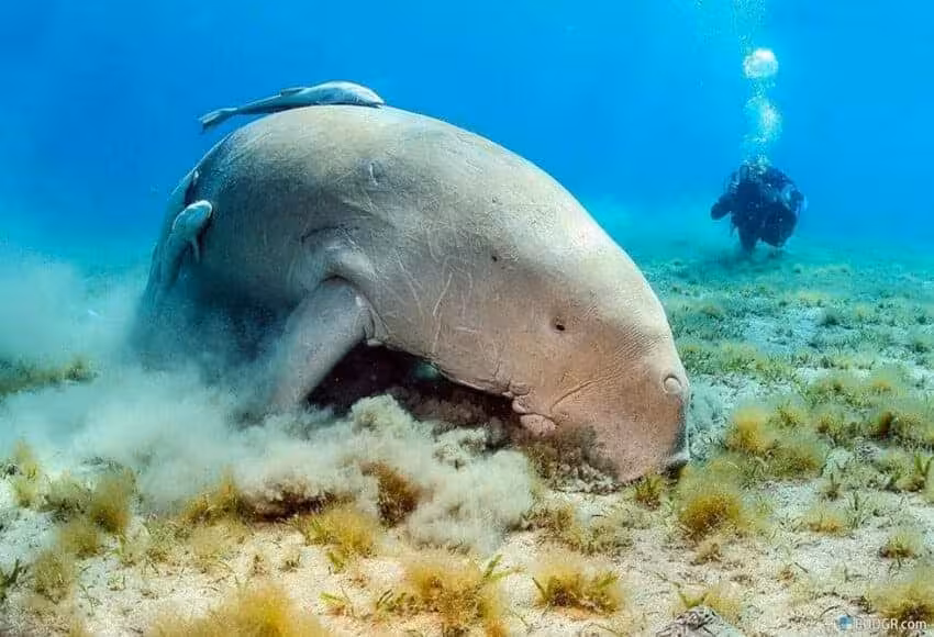 Dugong grazing on seagrass with diver in background on Marsa Mubarak snorkeling trip, Marsa Alam Red Sea