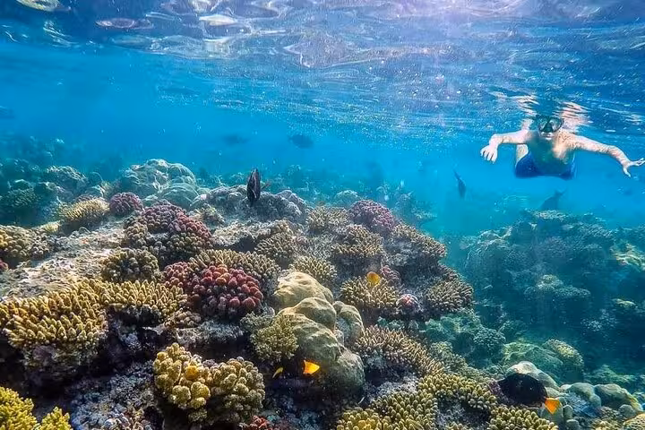 Snorkeler over colorful coral reef in the Red Sea on Eden Island full-day boat trip from Hurghada with lunch