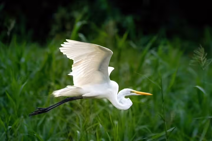 Majestic egret flying gracefully through lush Amazon rainforest at Amazon Mamori Lodge, perfect for wildlife enthusiasts.