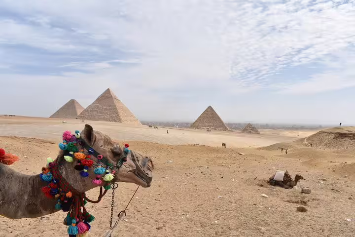 Decorated camel with Giza Pyramids in the background, Cairo desert stop on Egypt tours package 6 days