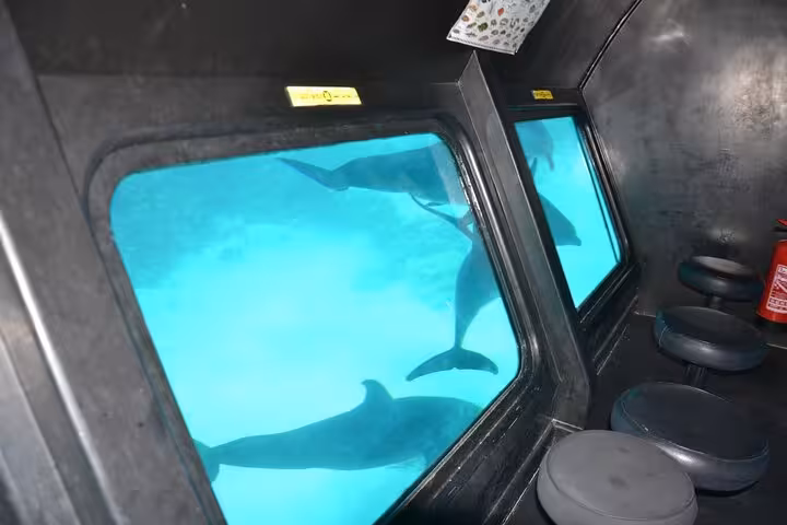 Dolphins swimming past viewing windows inside El Gouna semi submarine on a 2-hour Red Sea sea trip