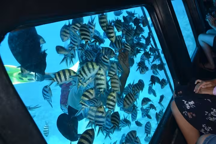 Red Sea fish seen through underwater windows on El Gouna semi submarine sea trip from Abu Tig Marina