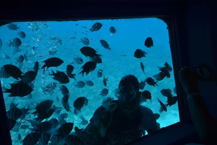 Underwater window view of colorful Red Sea fish and diver during El Gouna semi submarine tour from Abu Tig Marina