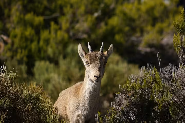 A wild mountain goat amidst lush greenery along the scenic El Saltillo Gorge hiking path near Malaga.