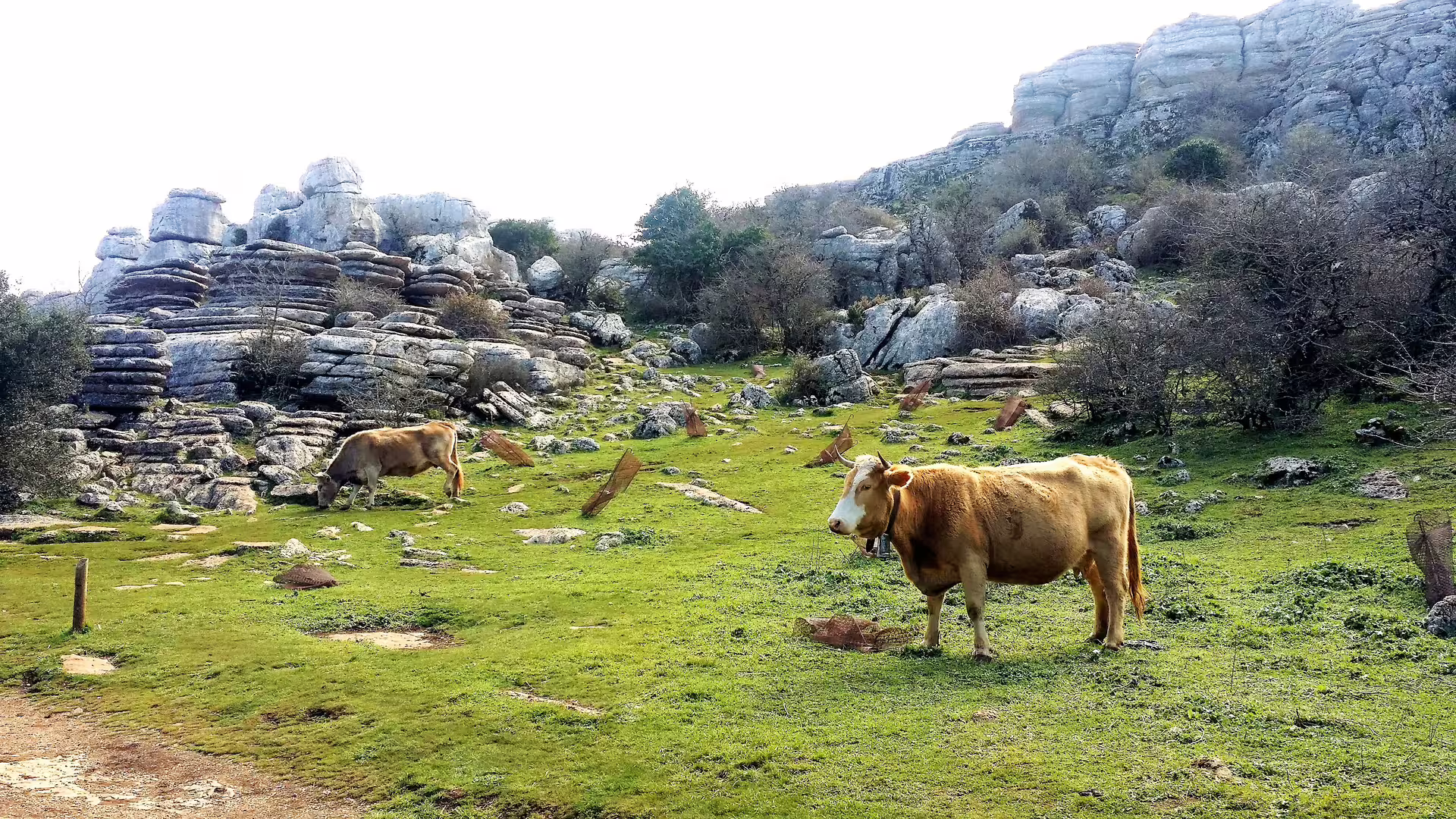 Cows grazing among El Torcal limestone formations on a private tour with hotel pick-up from Malaga
