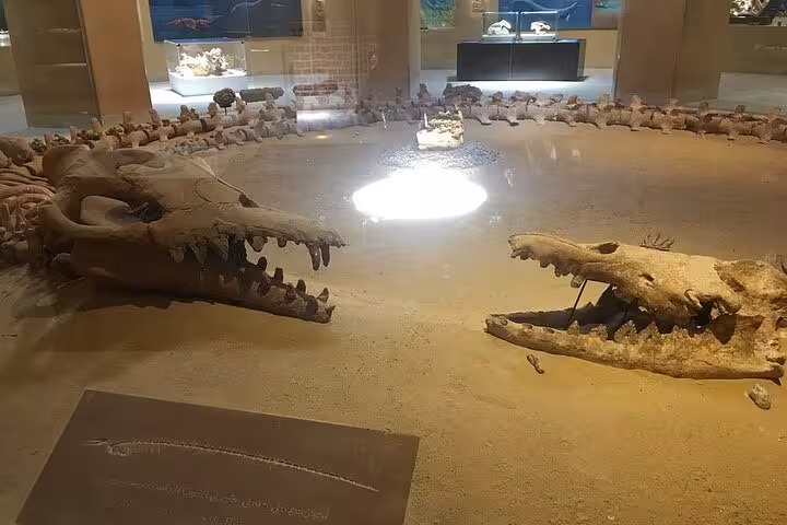 Fayoum museum fossil exhibit with ancient crocodile skulls and bones, highlighting Wadi El Hitan history tour