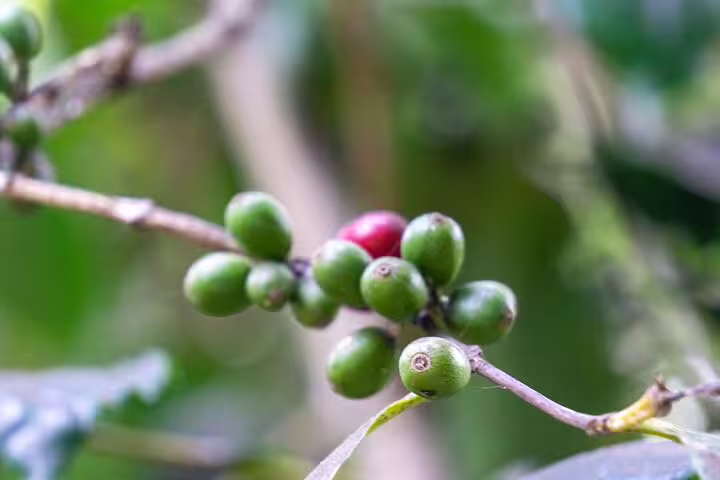 Close-up of ripe and unripe coffee cherries, highlighting Fogo Island's rich agricultural landscapes.
