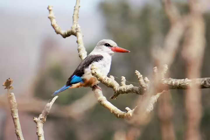 Colorful kingfisher perched on a branch, showcasing Fogo Island's vibrant birdwatching opportunities.