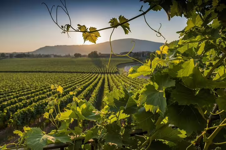 Lush Franciacorta vineyard at sunset, ideal for private wine tours and tastings in Italy's renowned wine region.