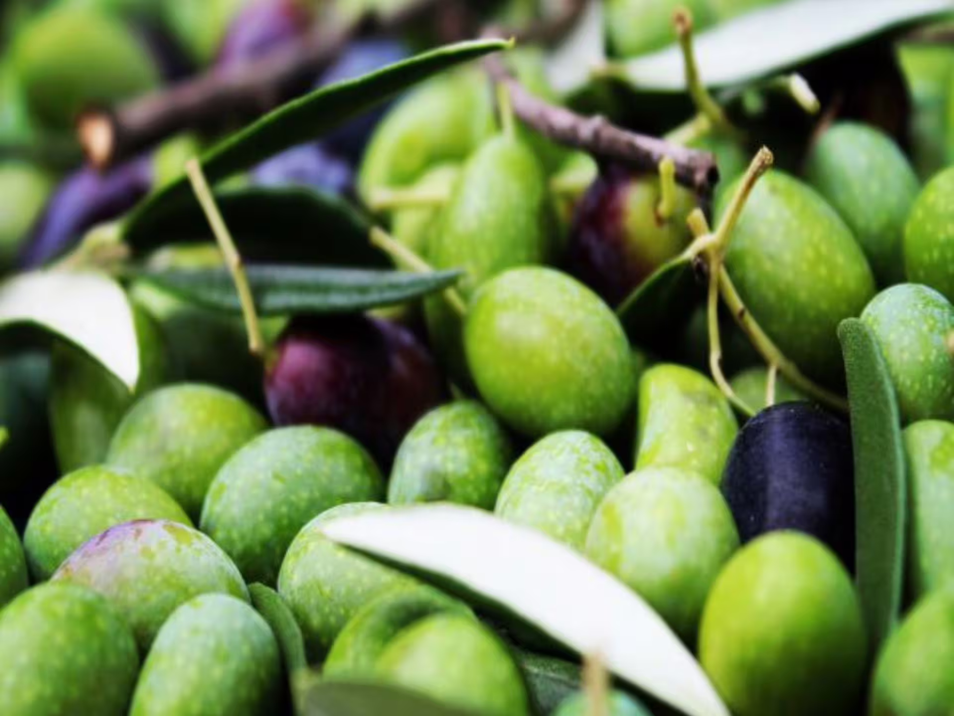 Close-up of freshly harvested green and black olives with leaves, perfect for an olive mill tour near Pisa.