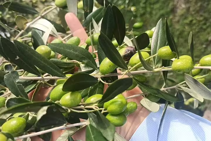Hand holding fresh green olives on a branch in a countryside grove during an afternoon grape stomping and wine tasting experience