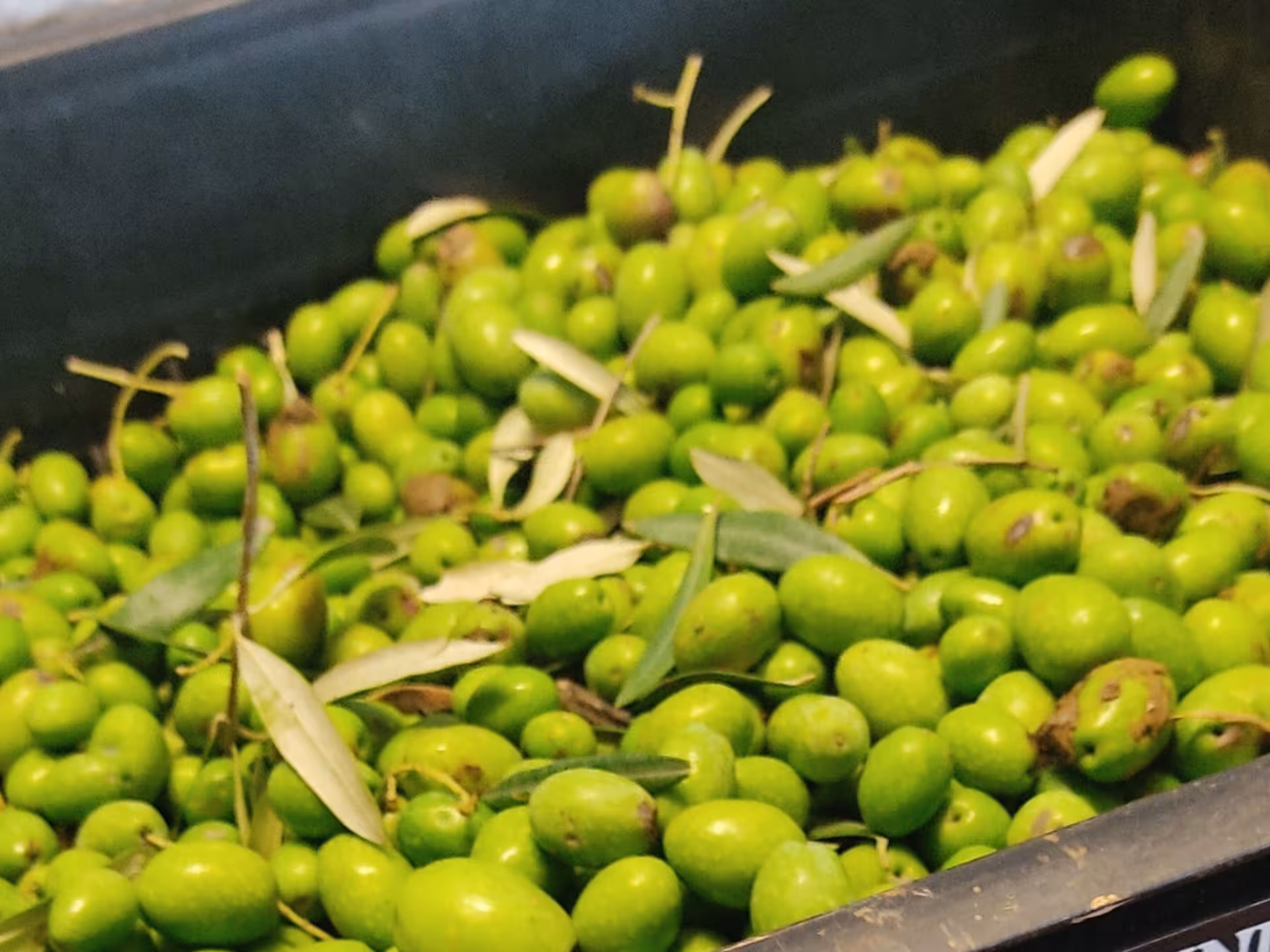Fresh green olives ready for pressing during the Olive Oil Tasting & Mill Guided Visit in Perugia.