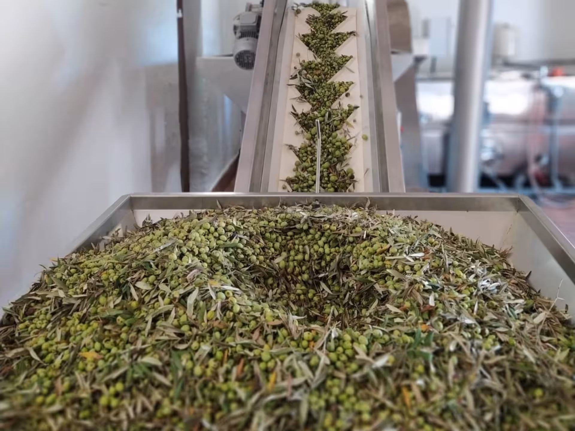 Fresh olives on a conveyor belt at a Perugia mill during an olive oil production tour.