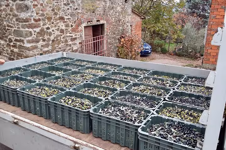 Freshly harvested olives in crates ready for oil production during an educational olive grove tour.