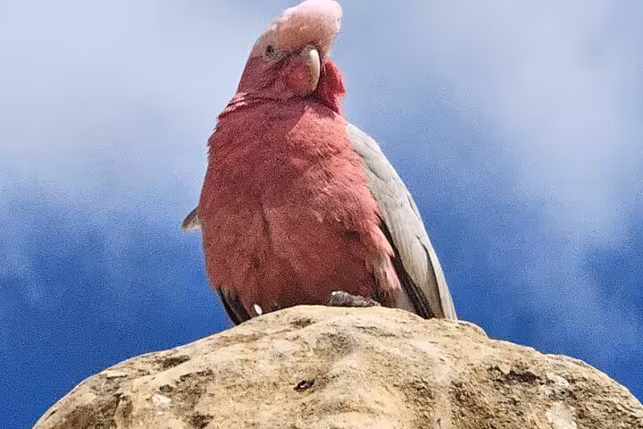 Close-up of a colorful galah resting on a rock, showcasing wildlife on the Pinnacle Day Adventure Tour in Australia.