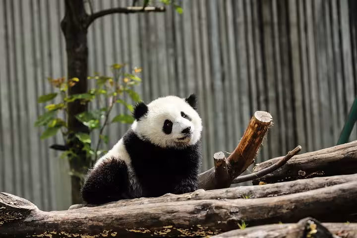 Adorable giant panda lounging on logs at Chengdu Panda Base, perfect for wildlife enthusiasts and family tours.