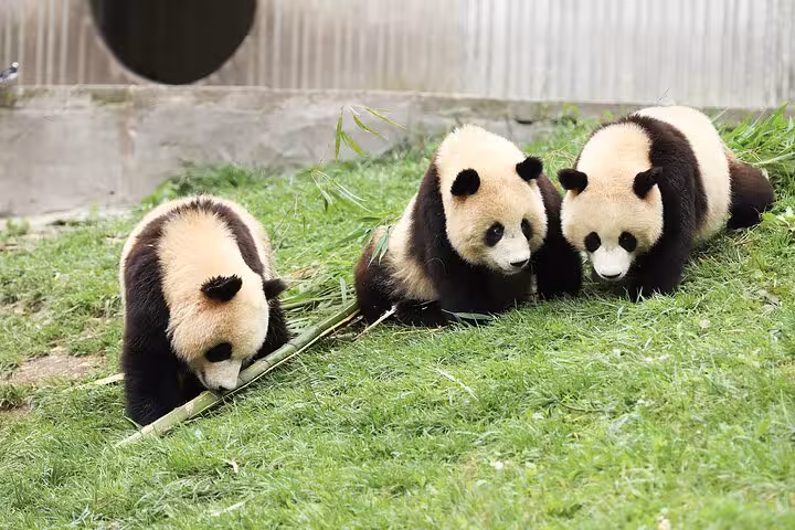 Three playful giant pandas enjoying bamboo at the Chengdu Panda Base, a must-see on Chengdu private tours.