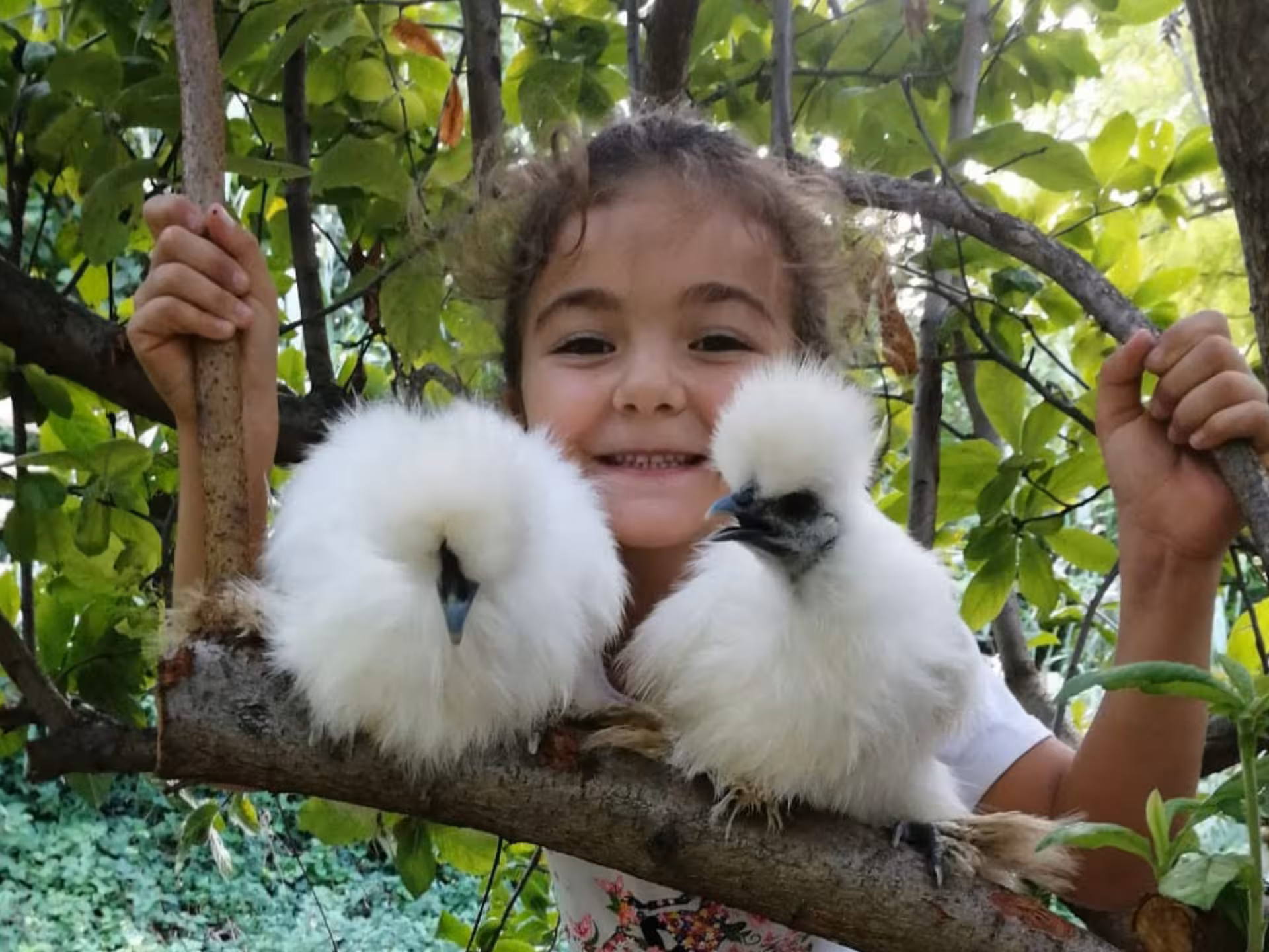 Young girl smiling with two fluffy white chickens in a lush Pesaro farm setting, showcasing interactive animal experiences.