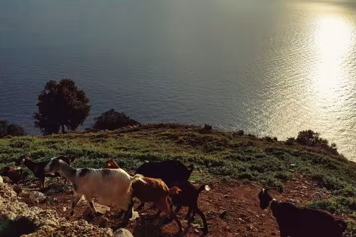 Goats grazing on lush hillside overlooking the sparkling sea along the Path of the Gods trek.
