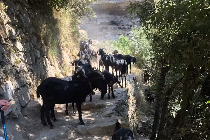A herd of goats leisurely traverse the rocky Path of the Gods, offering a unique sight on the scenic Amalfi Coast trek.