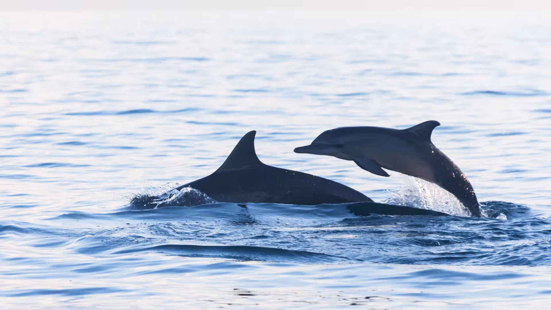 Two dolphins playfully leaping in the waters of Golfo Aranci, a highlight of the RIB tour experience.
