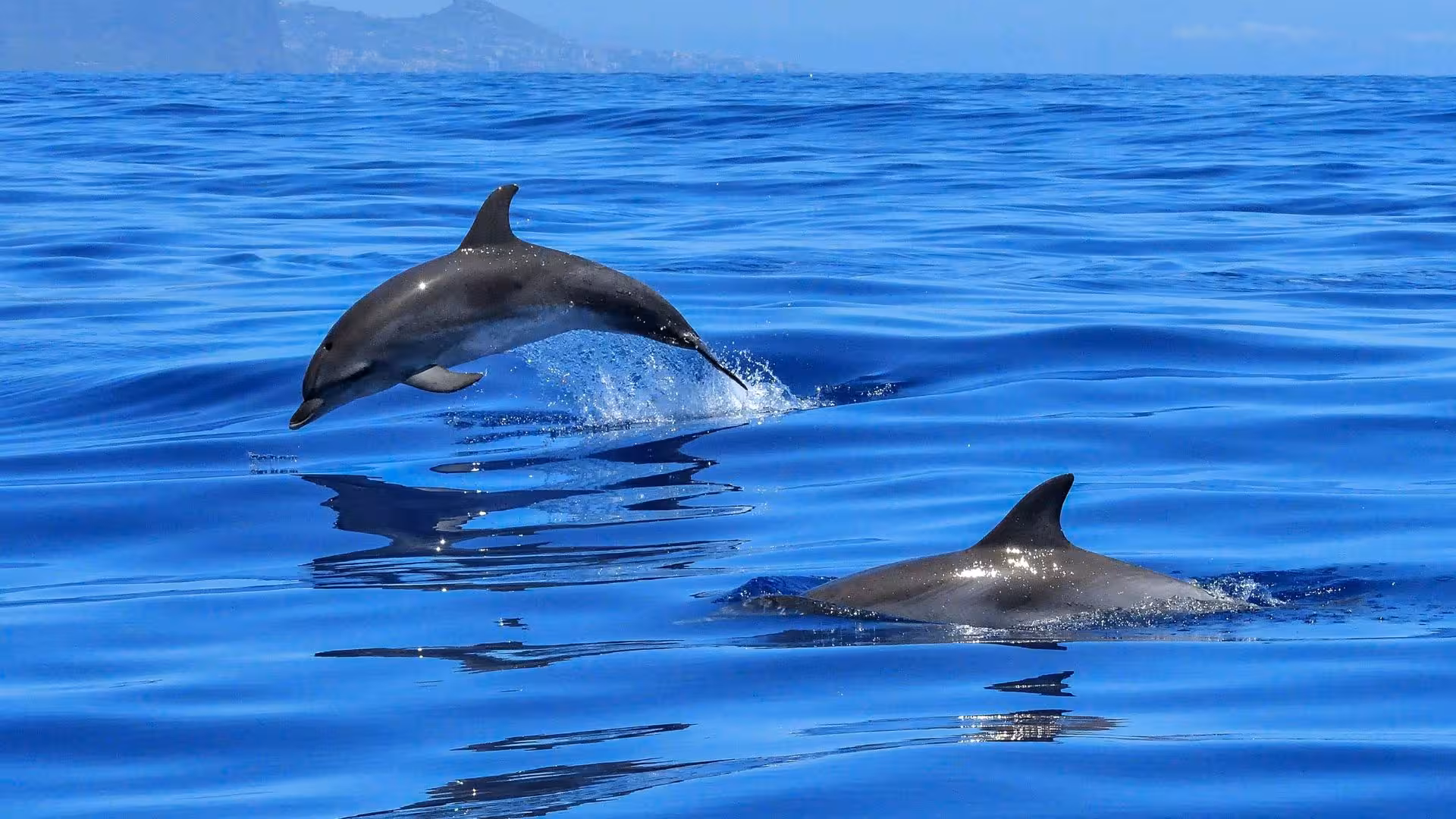 Dolphins leaping in the clear blue waters of Golfo Aranci during an exciting RIB dolphin watching tour.