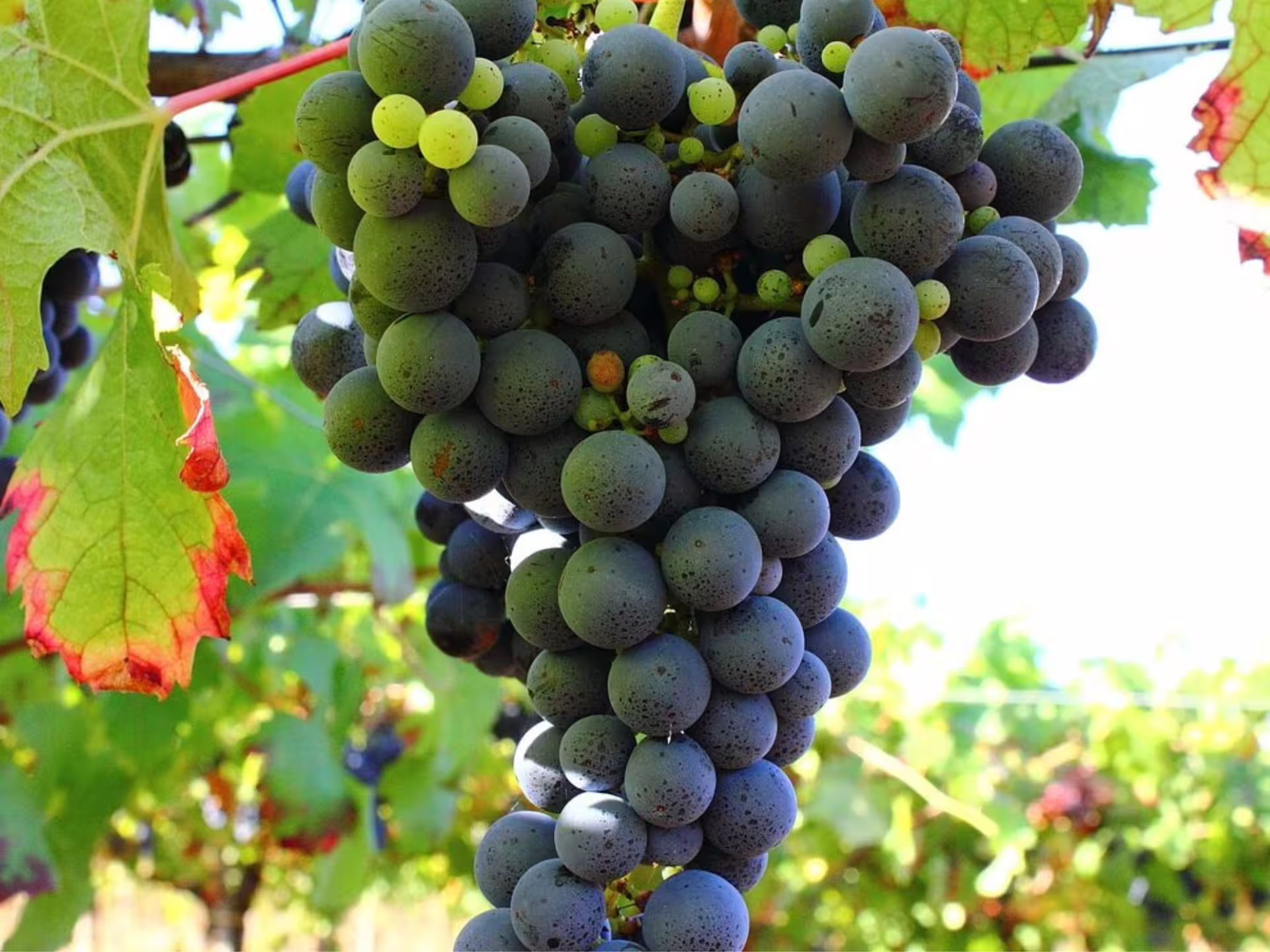Lush grape cluster hanging in a vineyard at Castelli Romani, perfect for wine tasting tours in Italy.