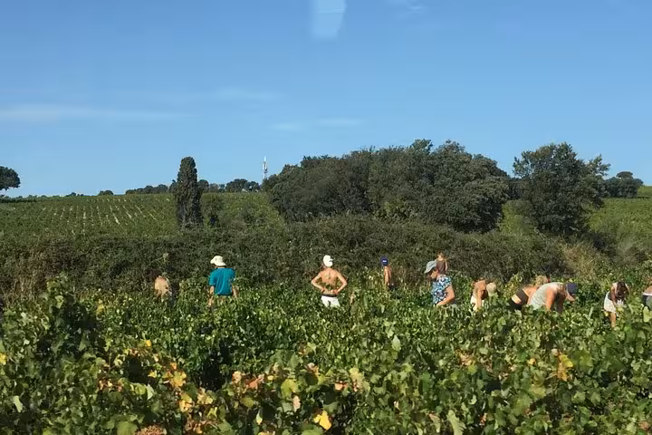 Travelers grape picking in sunlit vineyard during heritage wine and gastronomy 3-day tour with tastings