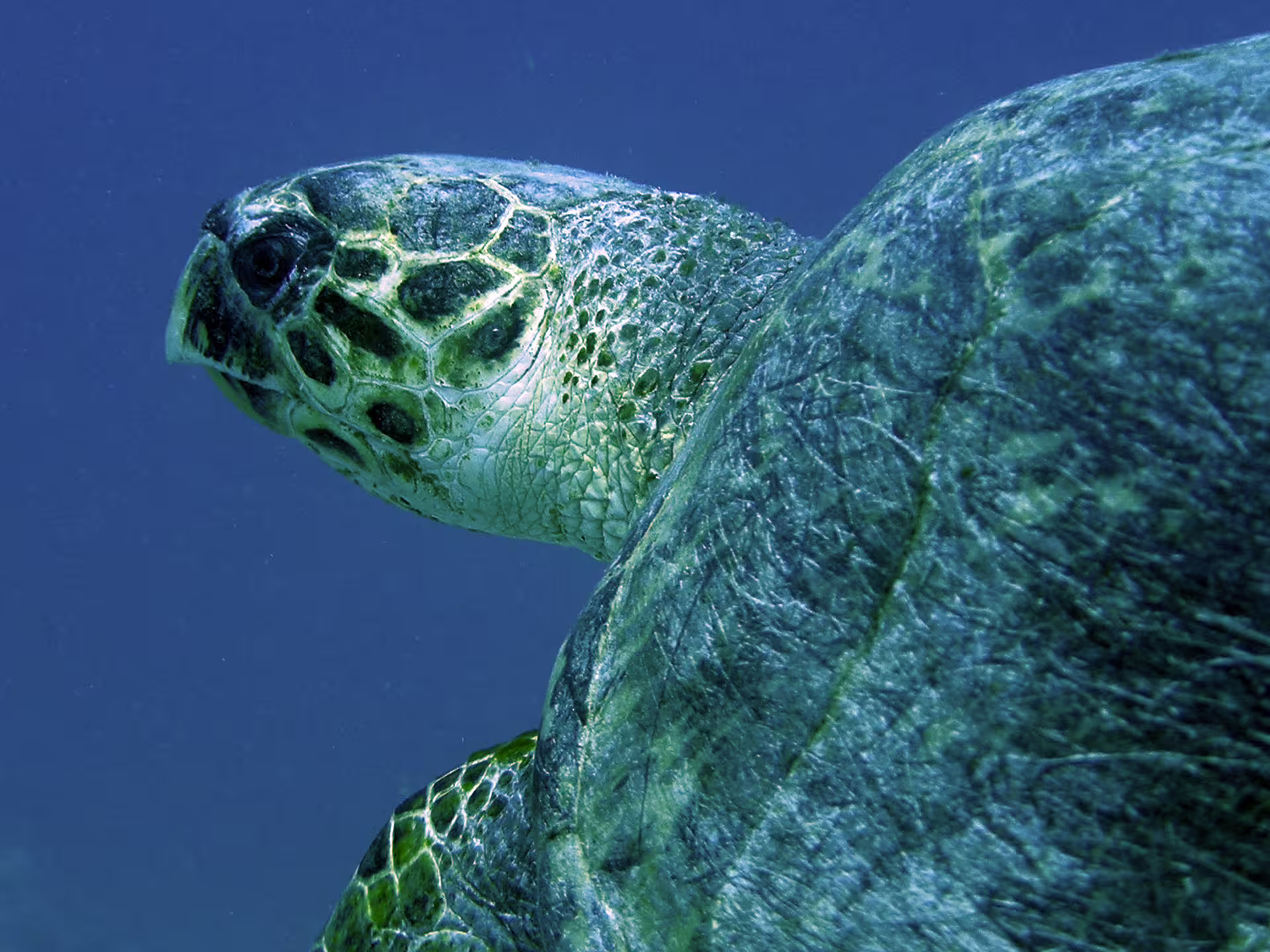Close-up of a green sea turtle underwater on a Port Ghalib snorkeling tour in Egypt’s Red Sea lagoon