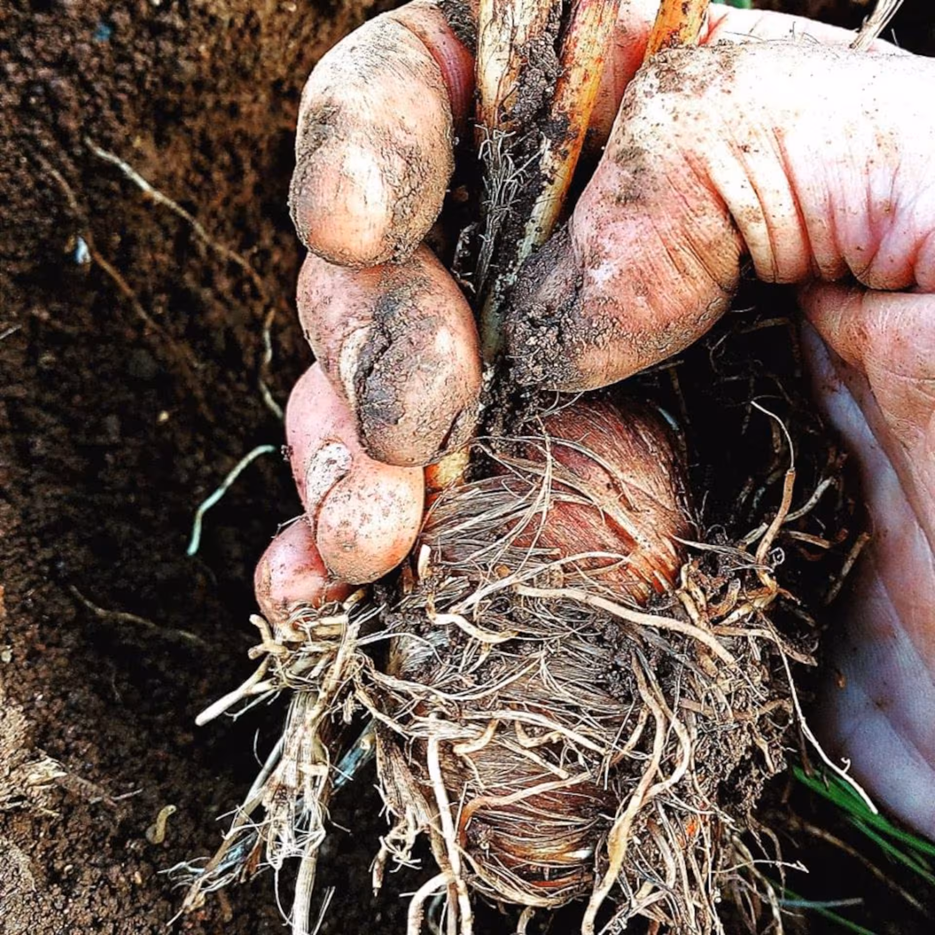 Close-up of a hand harvesting saffron bulb from rich Olmedo soil, showcasing the organic farming process.