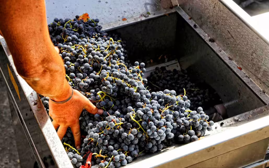 Hand sorting freshly harvested red grapes in a traditional winery near Mount Vesuvius during an authentic vineyard picnic tour