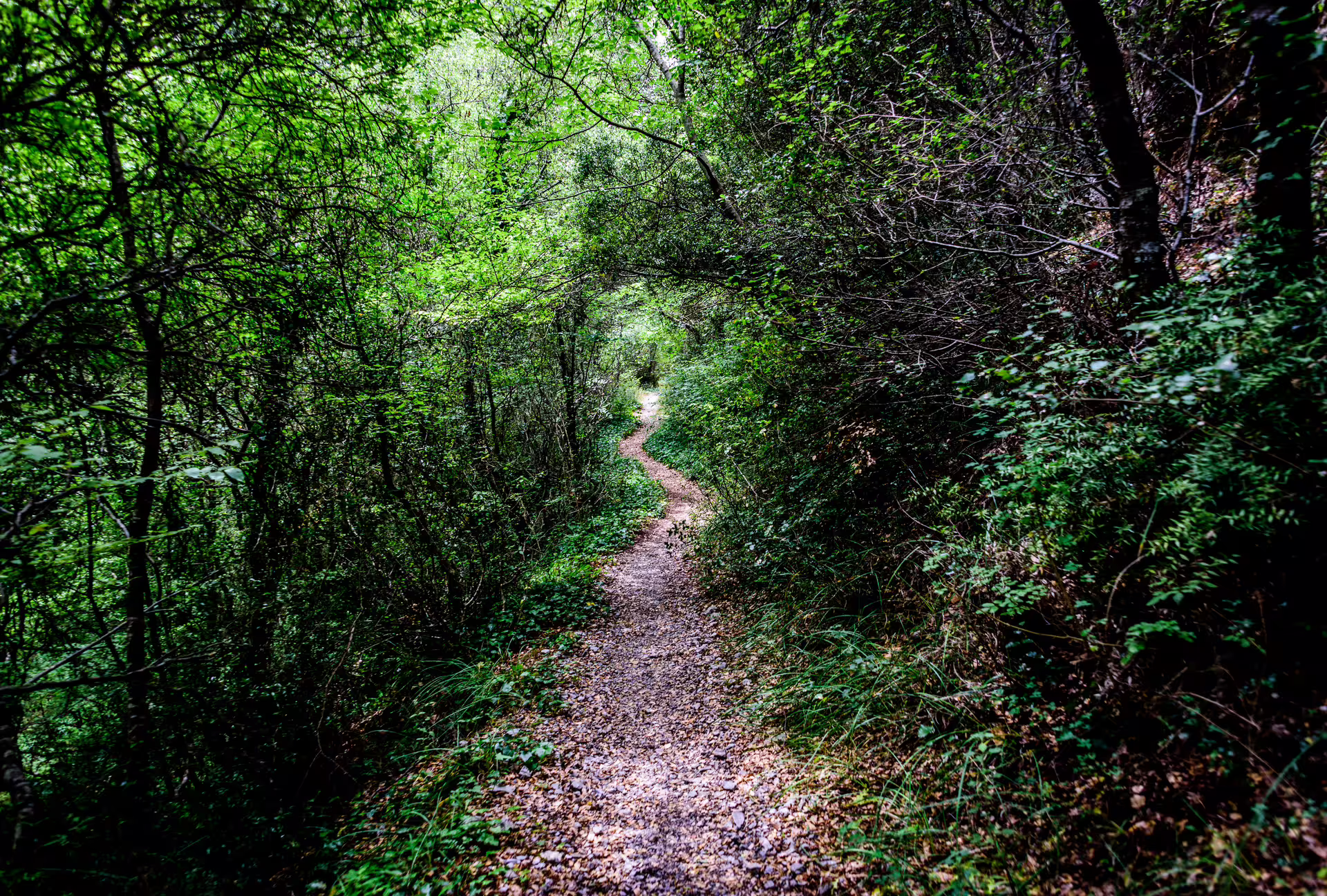 Shaded forest trail in Lousios Gorge, Arcadia, Greece, on a guided hiking tour through lush greenery