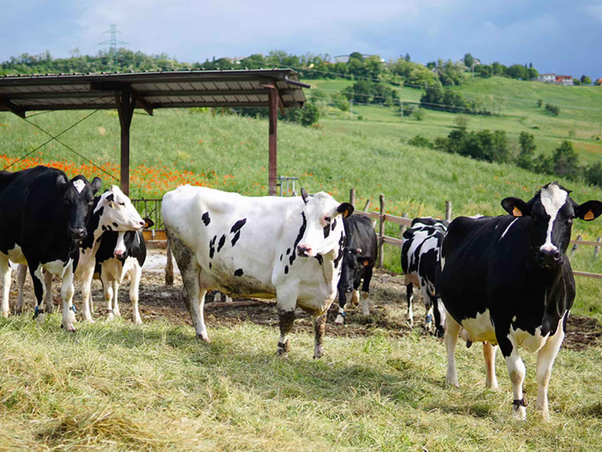 Holstein cows grazing in a lush field near Parma, Italy, essential for producing authentic Parmesan cheese.