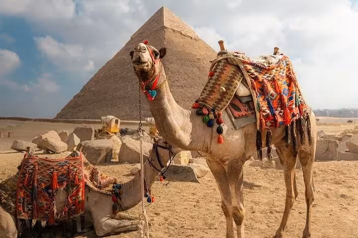 Decorated camel by the Giza Pyramids on Hurghada small-group day trip to Cairo and Grand Egyptian Museum