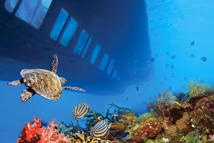 Sea turtle and tropical fish beside Royal Seascope submarine windows over Hurghada Red Sea coral reef