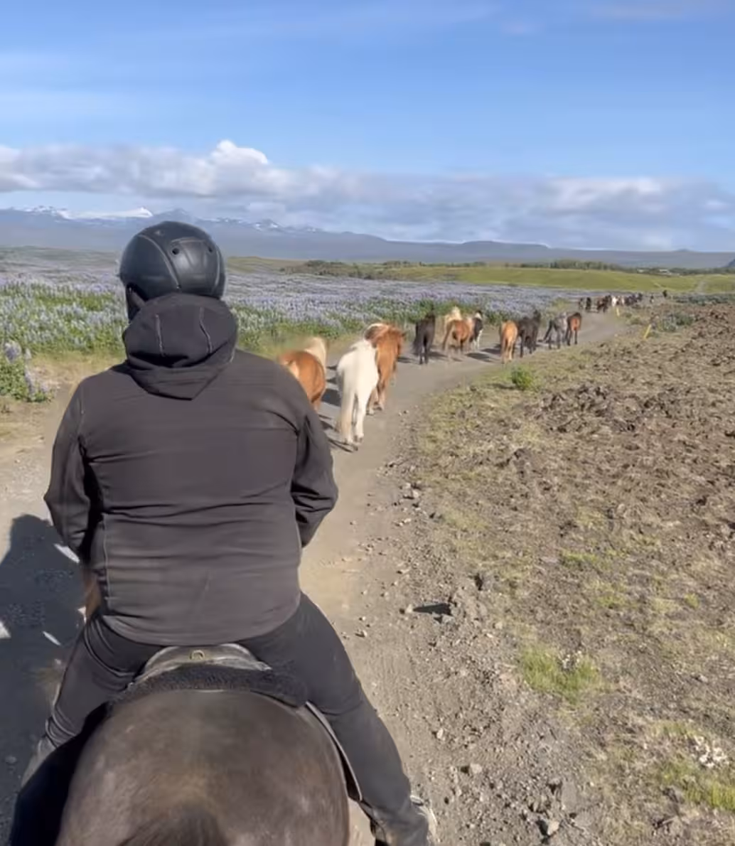 Icelandic horse riding tour on a gravel path beside lupine fields, following a herd in the countryside