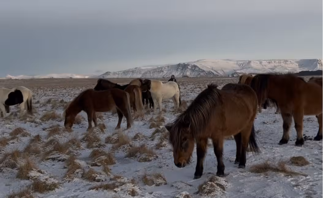 Icelandic horses grazing on snowy countryside plains, a scenic stop on a 1 hour horse riding tour