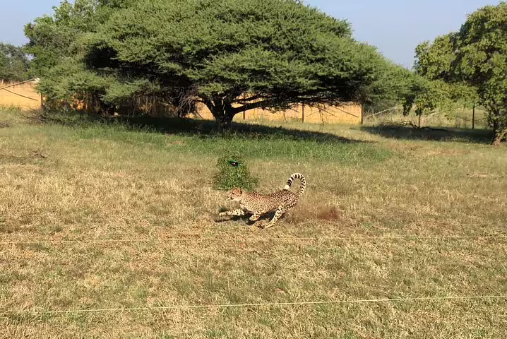 Johannesburg cheetah safari