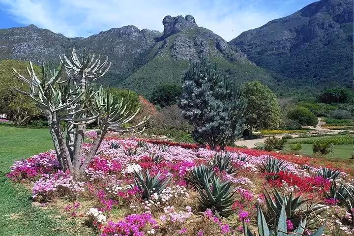 Vibrant floral display at Kirstenbosch Botanical Garden with majestic mountain backdrop.