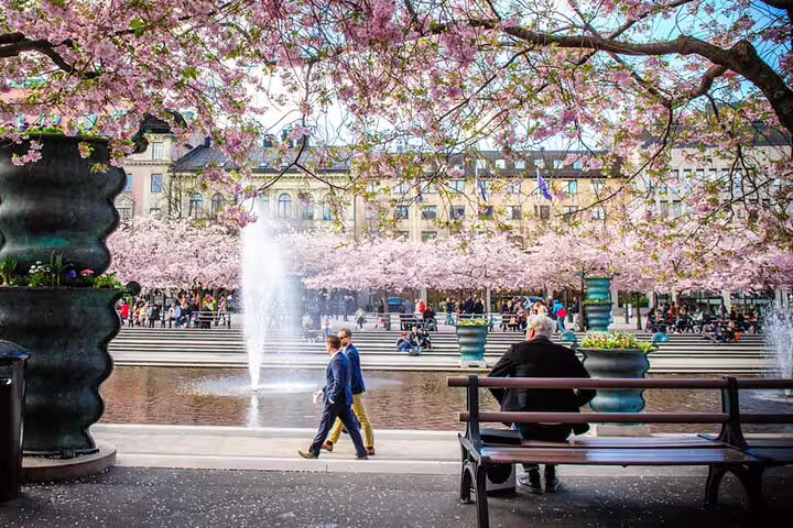 Cherry blossoms and fountain at Kungsträdgården Stockholm, scenic stop on a self-paced e-scavenger hunt tour