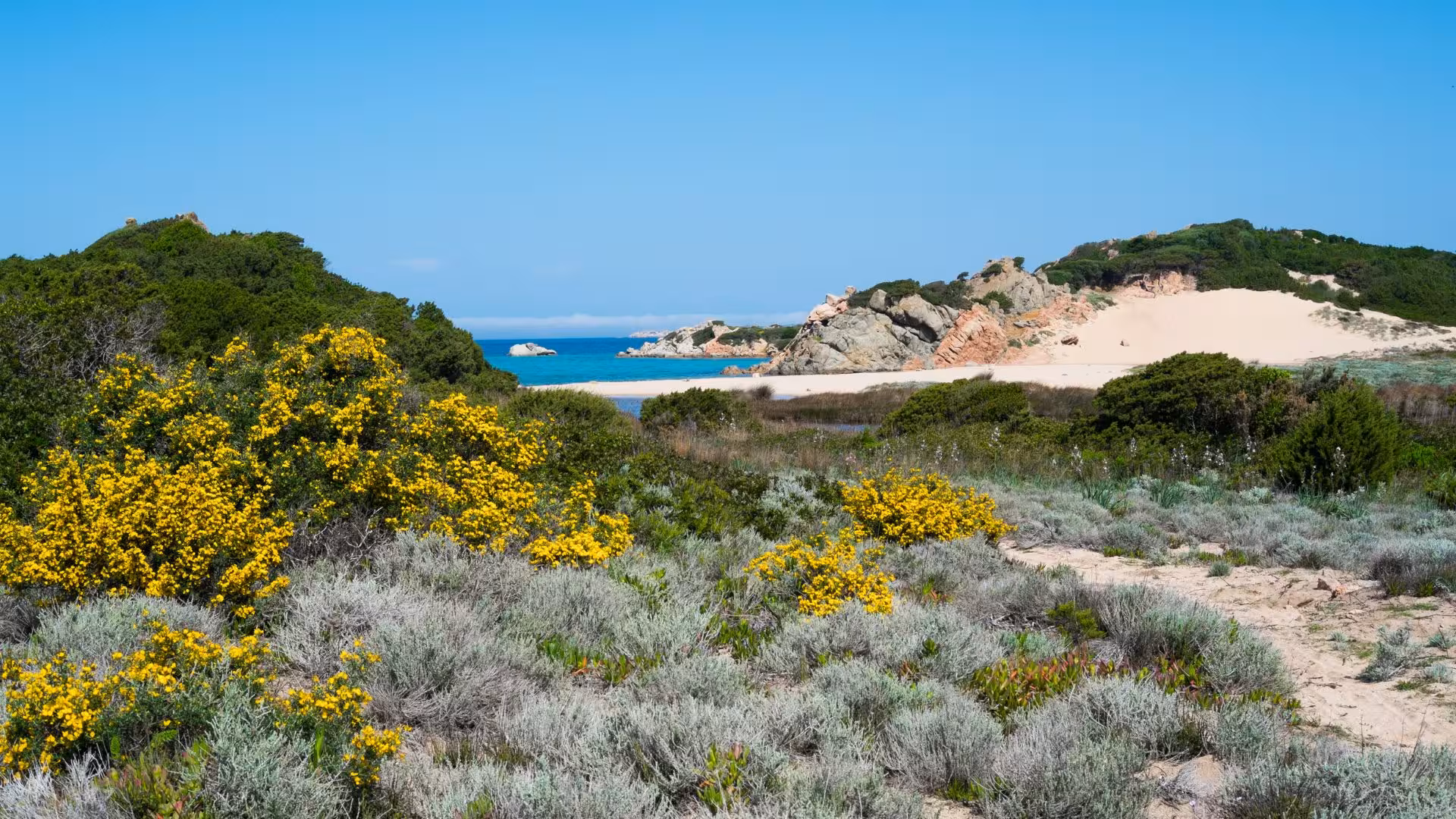 Vibrant yellow flowers and lush greenery frame a picturesque beach and azure sea in La Maddalena, Palau.