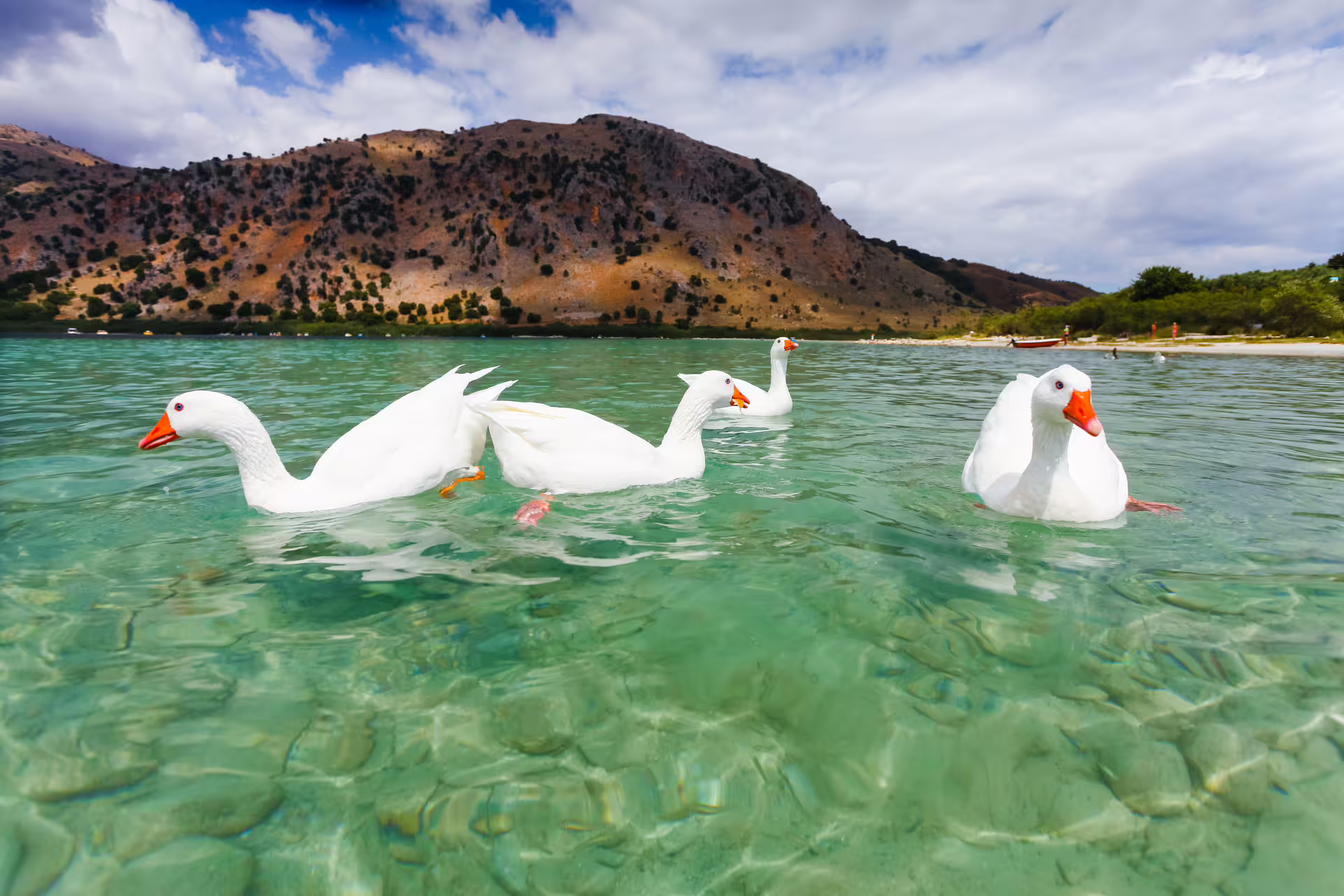White geese swimming in clear Lake Kournas, a highlight of a private full-day tour from Chania, Crete
