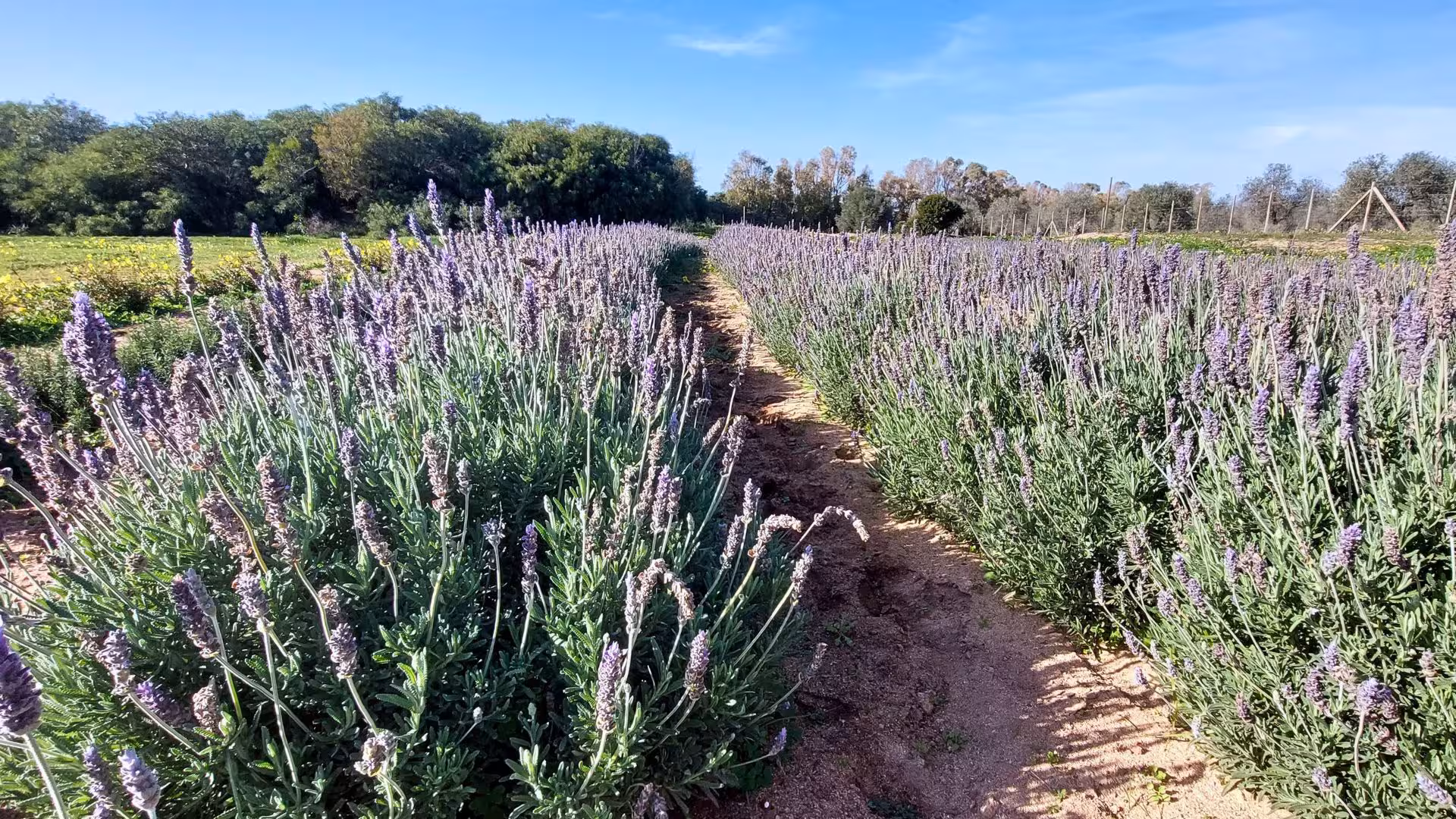 Lavender fields in Guardia Grande, Alghero, offering a vibrant and aromatic bee garden experience under a clear sky.