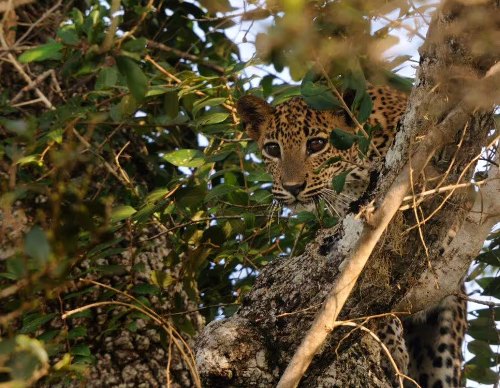 Leopard peering through dense foliage in tree, highlighting thrilling wildlife encounters on birding tours.
