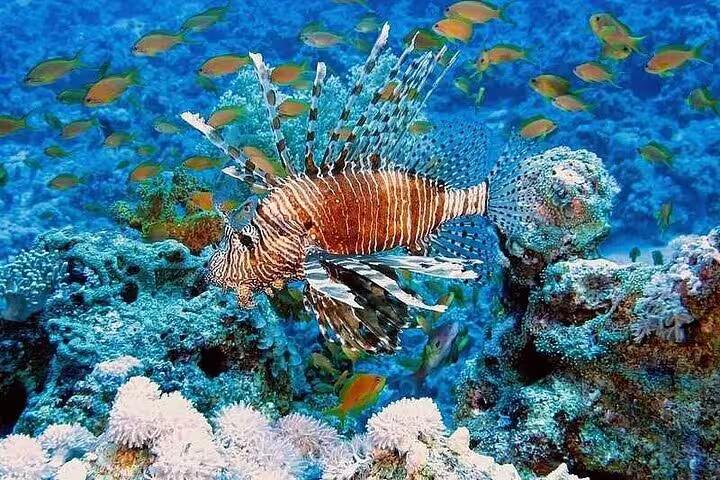 Lionfish and colorful reef fish on Red Sea coral, highlight view on semi submarine tour from Sharm El Sheikh