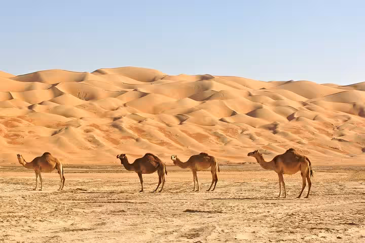Camels traversing the vast golden dunes of Liwa Desert, ideal for a serene and immersive overnight safari experience.