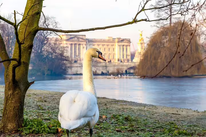A serene swan by a tree with Buckingham Palace in the background, captured during a London private tour with Westminster Abbey tickets.